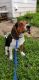 Beagle Puppies for sale in Maryville, TN, USA. price: NA