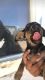 Beagle Puppies for sale in Apple Valley, CA, USA. price: $110