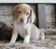 Beagle Puppies for sale in West Plains, MO 65775, USA. price: $1,600