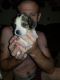 Beagle Puppies for sale in Clarkson, KY, USA. price: NA