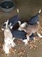 Beagle Puppies for sale in West Liberty, KY 41472, USA. price: $100