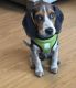 Beagle Puppies for sale in Norwalk, CT, USA. price: $800