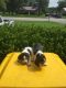 Beagle Puppies for sale in Bowling Green, KY, USA. price: NA