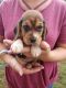 Beagle Puppies for sale in Anderson, SC, USA. price: NA