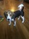 Beagle Puppies for sale in Elizabeth, NJ, USA. price: NA