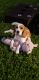 Beagle Puppies for sale in Alvin, TX, USA. price: NA