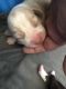 Beagle Puppies for sale in Elgin, TX 78621, USA. price: NA
