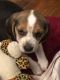 Beagle Puppies for sale in Lynn, MA, USA. price: $800
