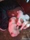 Beagle Puppies for sale in Flint, MI 48532, USA. price: NA
