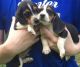 Beagle Puppies for sale in Dalton, GA, USA. price: NA