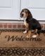Beagle Puppies for sale in Lake City, FL, USA. price: NA