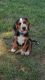 Beagle Puppies for sale in Frederick, MD, USA. price: $500