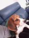 Beagle Puppies for sale in Manor, TX 78653, USA. price: $450