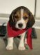 Beagle Puppies for sale in Quincy, IL, USA. price: NA