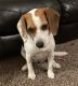 Beagle Puppies for sale in Newburgh, IN 47630, USA. price: NA