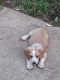 Beagle Puppies for sale in Monticello, KY 42633, USA. price: NA