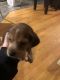 Beagle Puppies for sale in North Kingstown, RI, USA. price: NA