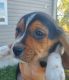 Beagle Puppies for sale in Harpers Ferry, IA 52146, USA. price: $400