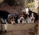 Beagle Puppies for sale in Pataskala, OH, USA. price: NA