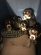 Beagle Puppies for sale in Decatur, AL, USA. price: $150