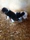 Beagle Puppies for sale in Williamstown, KY, USA. price: $100
