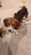 Beagle Puppies for sale in East Butler, PA, USA. price: NA