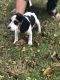Beagle Puppies for sale in Williamstown, Monroe Township, NJ 08094, USA. price: NA