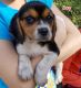 Beagle Puppies for sale in Escondido, CA 92026, USA. price: $450