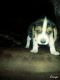 Beagle Puppies for sale in Woodman, WI, USA. price: $250
