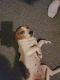 Beagle Puppies for sale in Sturgis, MI 49091, USA. price: NA