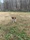 Beagle Puppies for sale in Forney, TX 75126, USA. price: NA