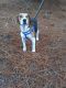 Beagle Puppies for sale in Graniteville, SC 29829, USA. price: NA