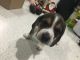 Beagle Puppies for sale in Mission, TX, USA. price: NA
