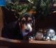 Beagle Puppies for sale in Shade Gap, PA, USA. price: NA