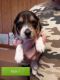 Beagle Puppies for sale in La Farge, WI 54639, USA. price: NA