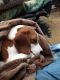 Beagle Puppies for sale in Becker, MN, USA. price: $800