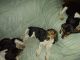 Beagle Puppies for sale in Candler, NC 28715, USA. price: NA