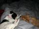 Beagle Puppies for sale in Randleman, NC 27317, USA. price: NA