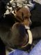 Beagle Puppies for sale in Virginia Beach, VA 23456, USA. price: NA