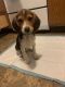 Beagle Puppies for sale in Columbus, OH 43227, USA. price: NA