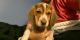 Beagle Puppies for sale in Imperial, PA 15126, USA. price: NA