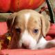 Beagle Puppies for sale in Los Molinos, CA 96055, USA. price: NA