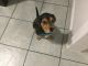Beagle Puppies for sale in 8306 Beechnut St, Houston, TX 77036, USA. price: NA
