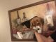 Beagle Puppies for sale in Dunn, NC 28334, USA. price: NA