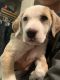 Beagle Puppies for sale in Bremerton, WA, USA. price: NA