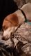Beagle Puppies for sale in Goodlettsville, TN 37072, USA. price: NA
