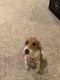 Beagle Puppies for sale in Foley, AL, USA. price: $750