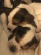 Beagle Puppies for sale in Fairfield, CT, USA. price: $700