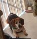 Beagle Puppies for sale in Gaston, SC 29053, USA. price: $450