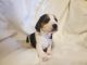 Beagle Puppies for sale in Parker, CO, USA. price: NA